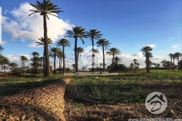 V 232 -                            Sale
                           Terrain Djerba